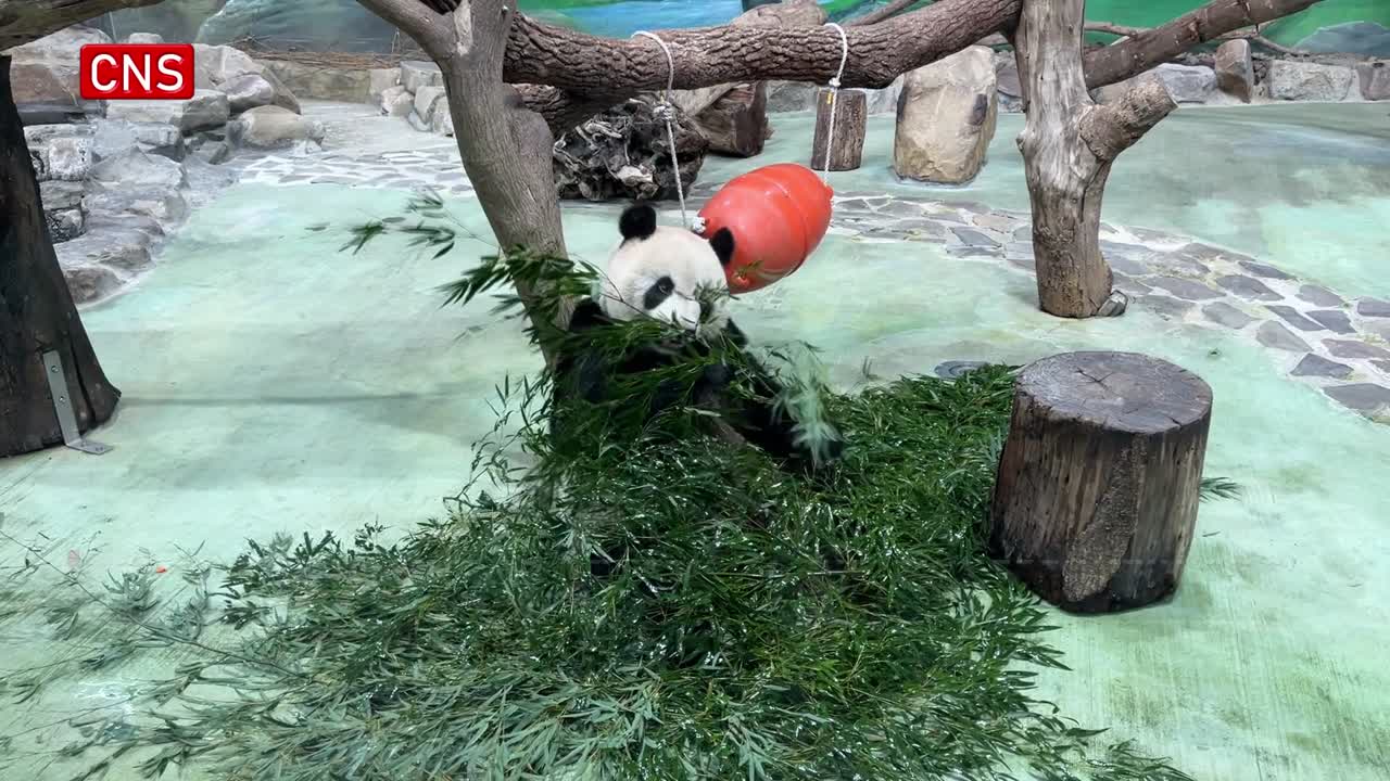 A close look at Taipei Zoo's star pandas