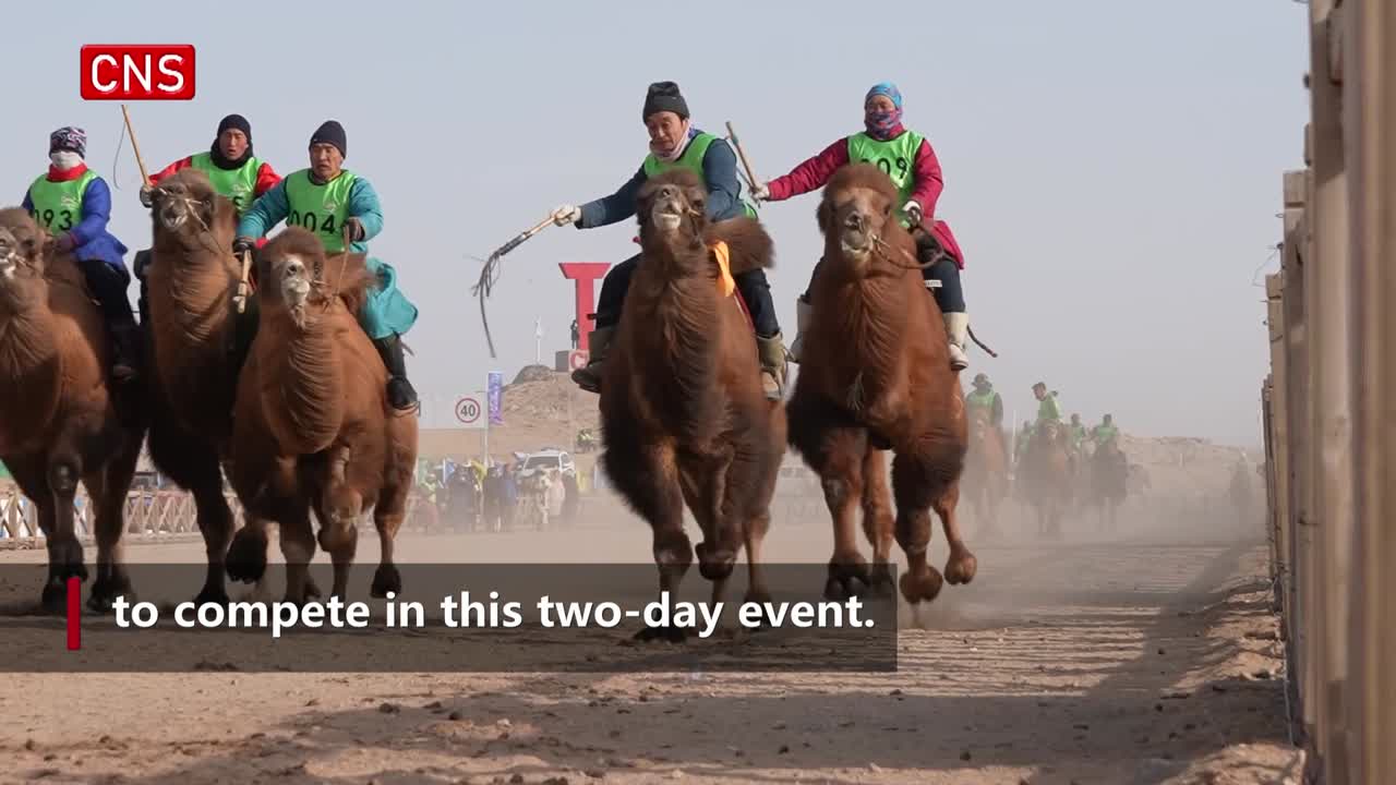 Over 10,000 camels attend camel Nadam fair in N China