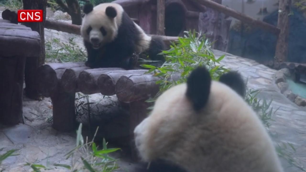 Four giant pandas to meet public in Chongqing