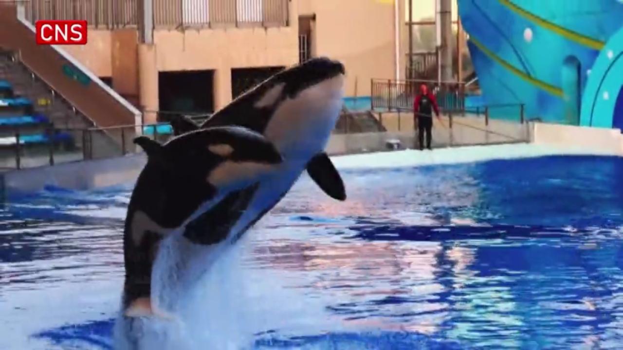 Killer whale mom and child make debut in Shanghai