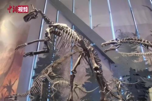 亚洲欧美日韩管理在线观看
中方古动物馆（保定自然博物馆）开馆