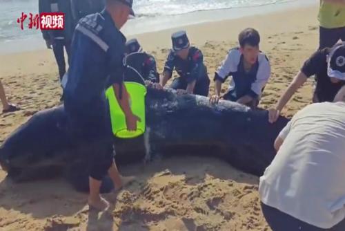 一领航鲸搁浅海滩 三亚紧急救助