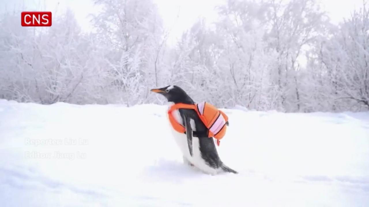 Follow penguin Taotao to enjoy winter rime spectacle in NE China