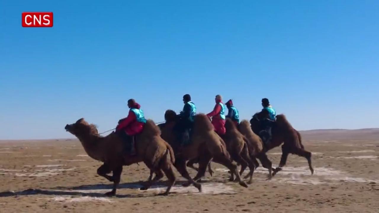 Spectacular camel races in N China's Inner Mongolia