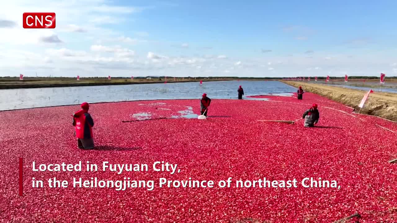 Ruby-like cranberries harvested from water