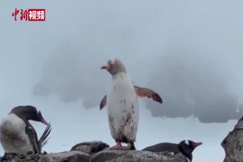罕见白色企鹅在南极洲被拍到