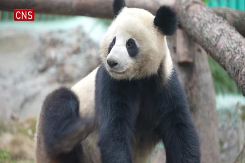 Four giant pandas in Chongqing officially meet public
