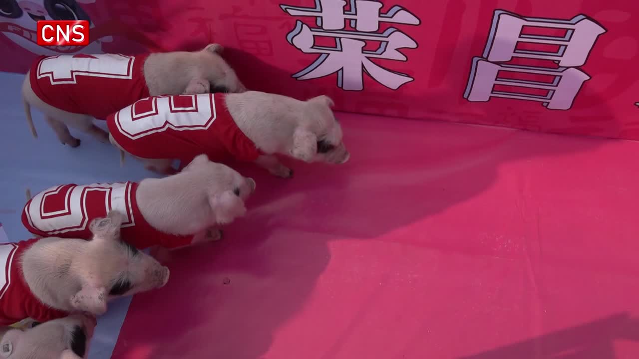 Cute piggy running race held in SW China's Chongqing