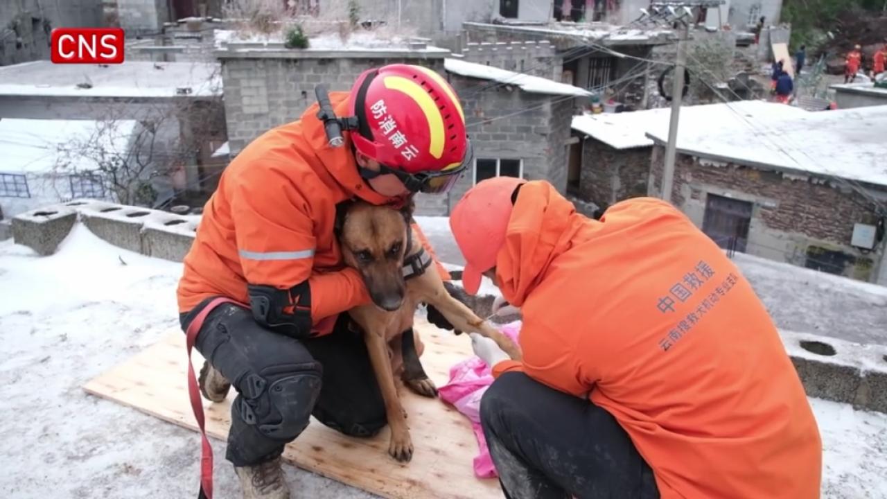 Injured rescue dogs get treatment at landslide site in Yunnan 