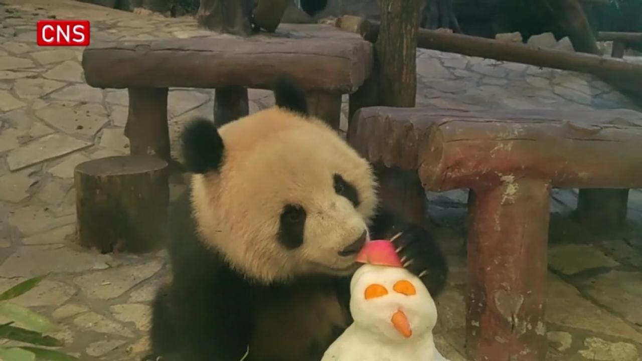 Zookeepers build snowmen for pandas in SW China's Chongqing