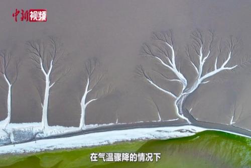 江苏东台：条子泥湿地现“潮汐树”自然景观