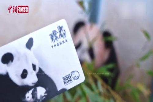 莫斯科發售熊貓寶寶“喀秋莎”主題地鐵卡