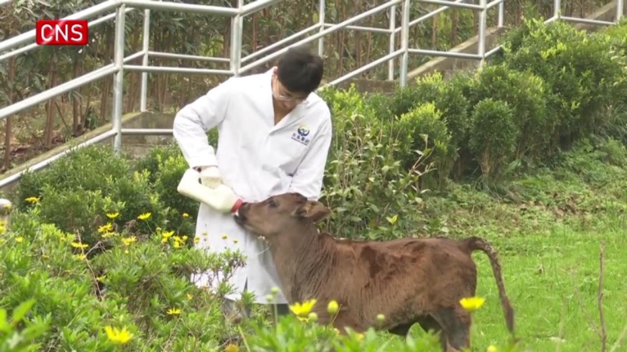 China confirms first successful cloning of endangered Xizang cattle breeds