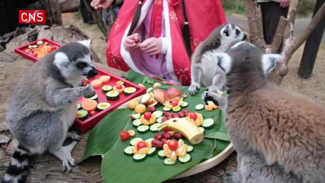 Animals enjoy customized 'Chinese New Year's Eve dinner' at Yunnan zoo