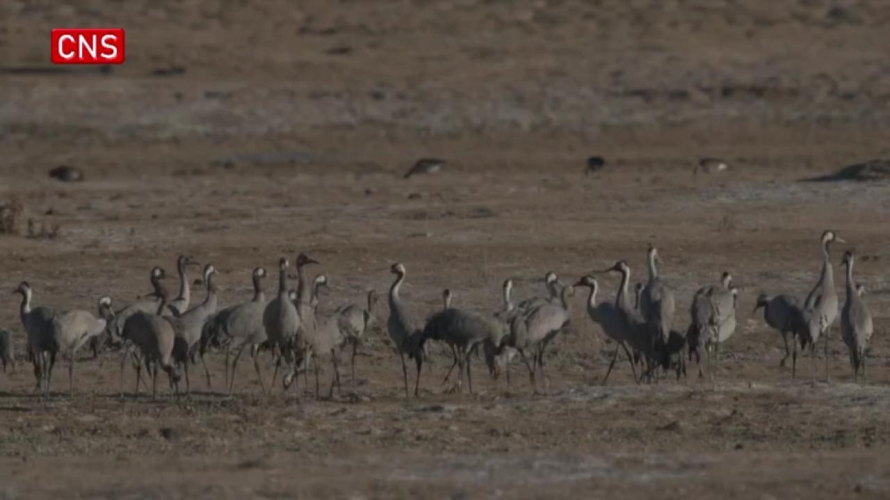 Rare black-necked cranes seen in northwest China's Qinghai