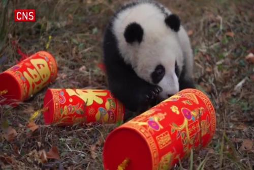 Giant pandas send Lunar New Year greetings from China