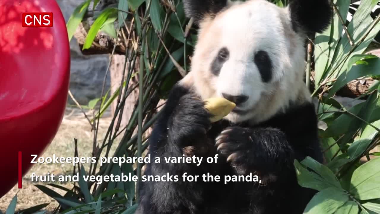 Giant panda Ya Ya enjoys special Chinese New Year treats at Beijing Zoo