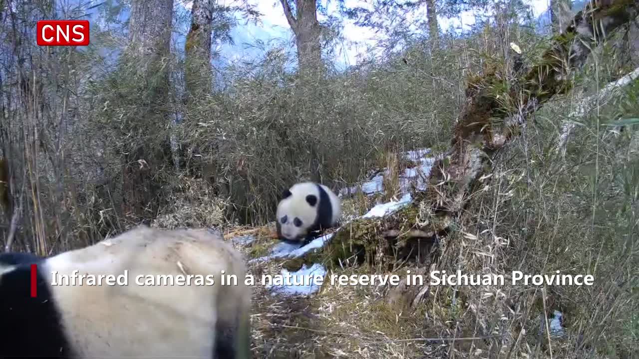 Wild panda mother, cub captured on cameras in Sichuan