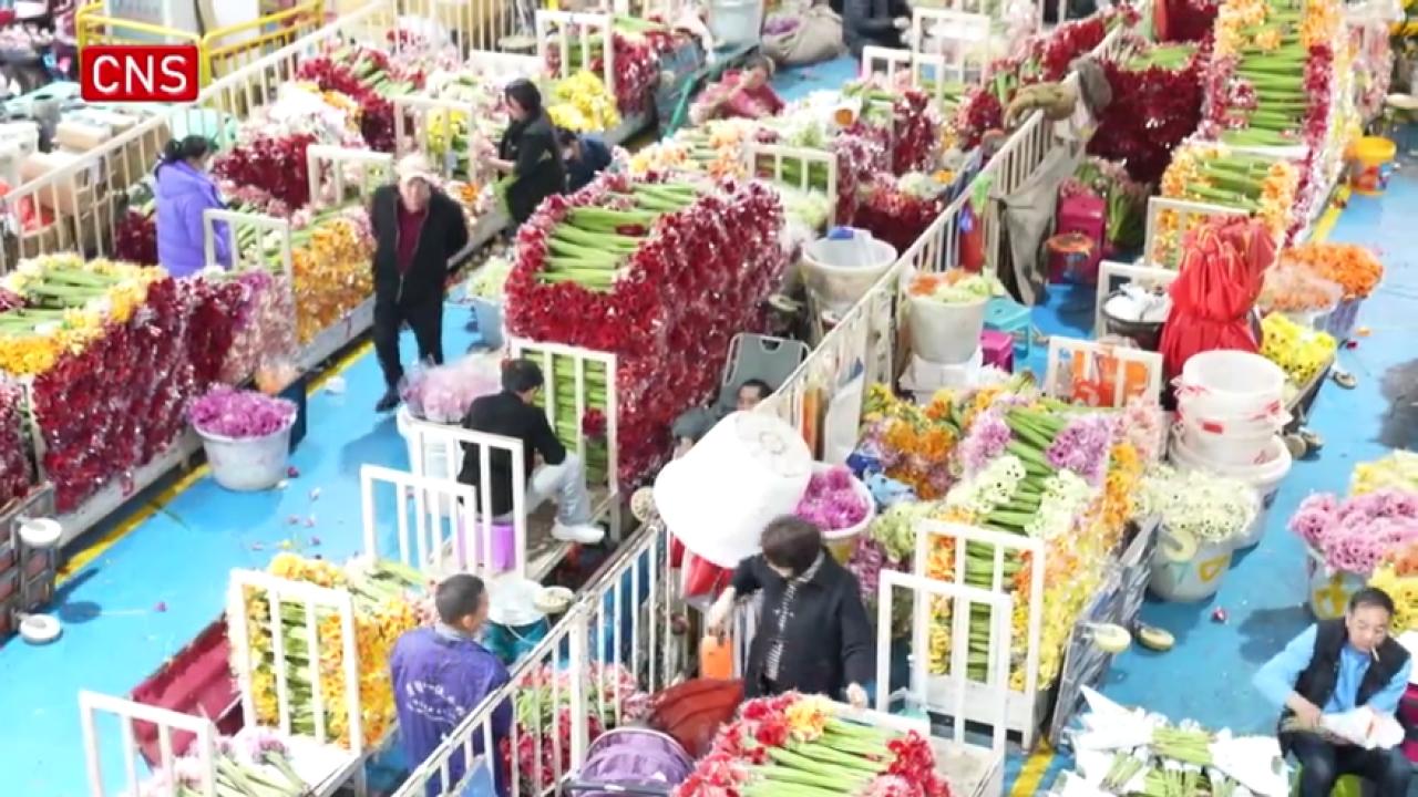 Flower export in SW China's Yunnan booms in Spring Festival
