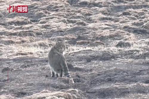 青海湖尕日拉区域拍摄到国家一级保护动物荒漠猫