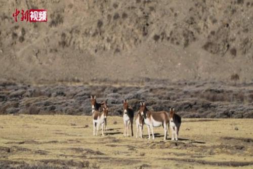 祁连山国家公园青海片区：藏野驴多个种群“出镜”