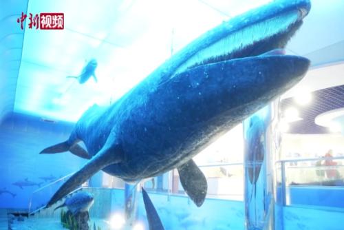 探訪中國首家灰鯨主題海洋生物展館