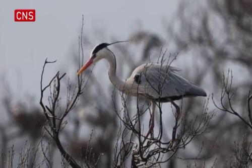 Herons fly to Poyang Lake in China's Jiangxi to breed