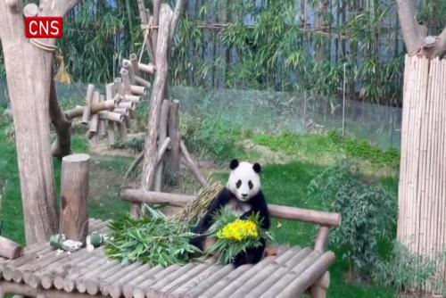 Fans in South Korea bid farewell to giant panda Fu Bao 
