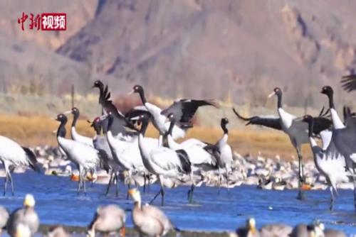 西藏黑颈鹤种群数量持续增长