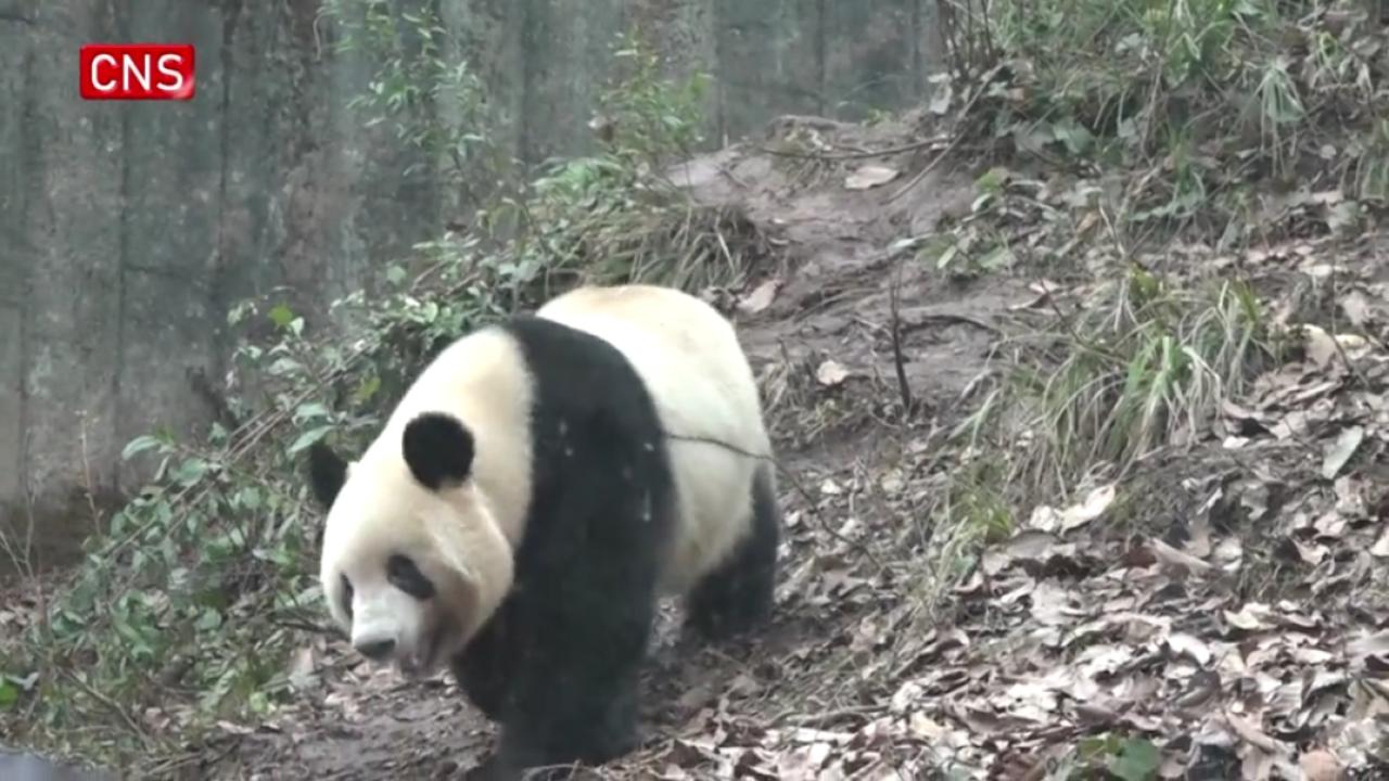 Japanese fans visit Japan-born panda in SW China's Sichuan