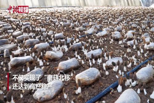 河北宁晋羊肚菌种植面积近5000亩