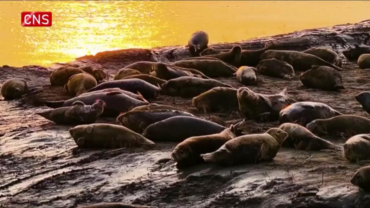 Hundreds of spotted seals sunbathe in Liaodong Bay
