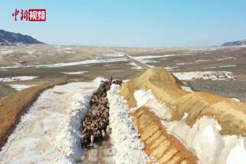 新疆阿勒泰：数万牲畜踏上春季转场