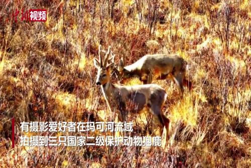 國家二級保護動物狍鹿現身長江源上游主要水源地