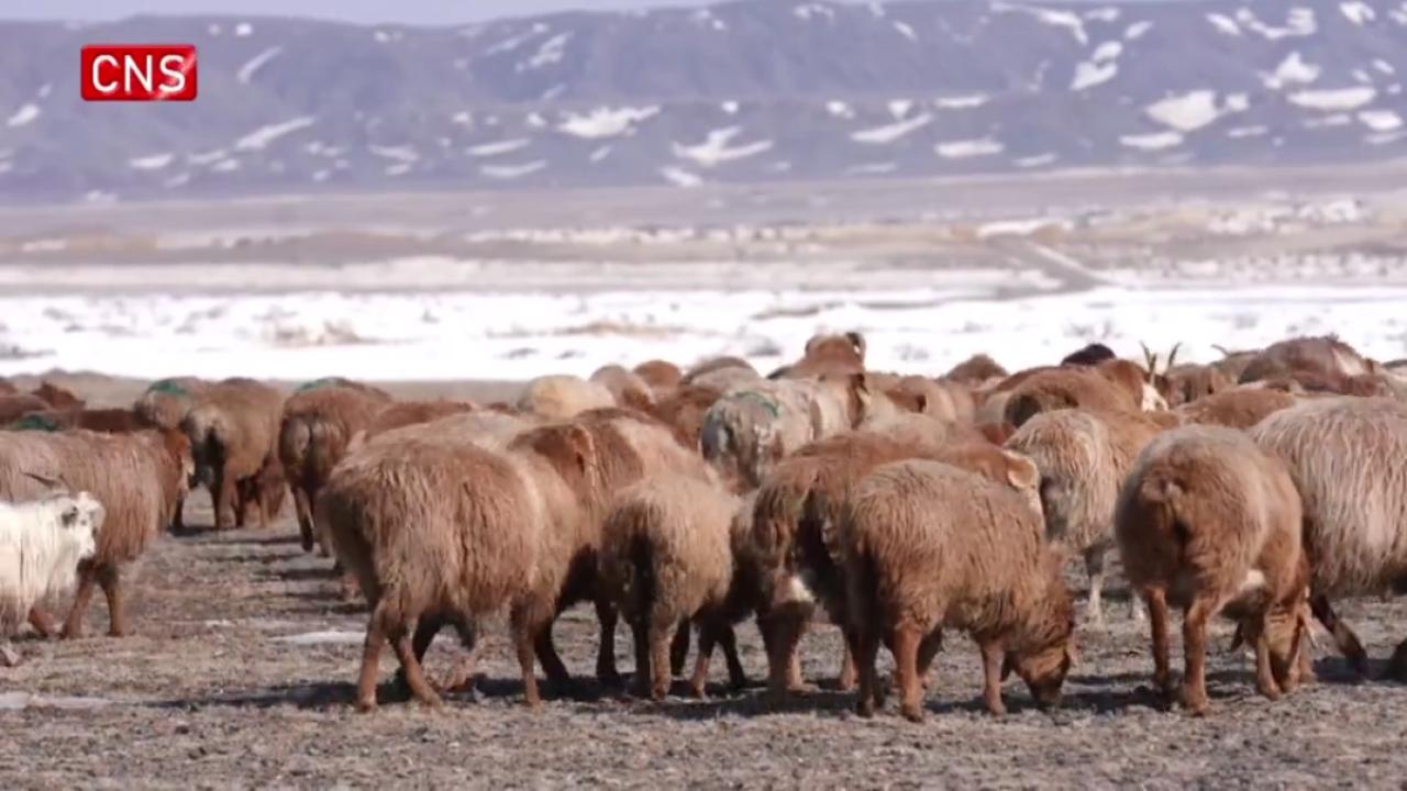 220,000 heads of livestock transferring between pastures in Xinjiang