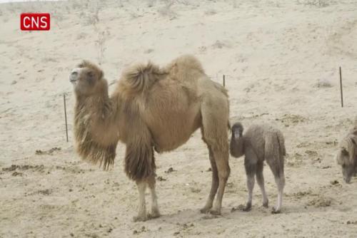 Xinjiang herdsmen make 'little jackets' for newborn camels to stay warm