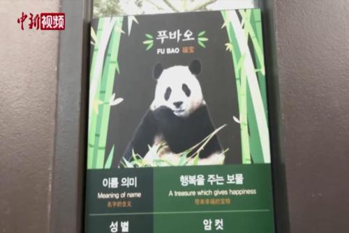 定了！旅韩大熊猫“福宝”4月3日回国