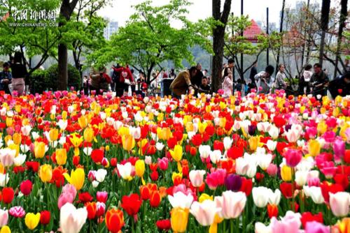 春日中国丨在祖国的花园里找春天