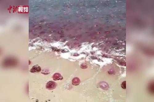 马来西亚沙巴海滩现“水母潮”