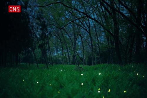Glowworms turn wetland park into fairyland in east China