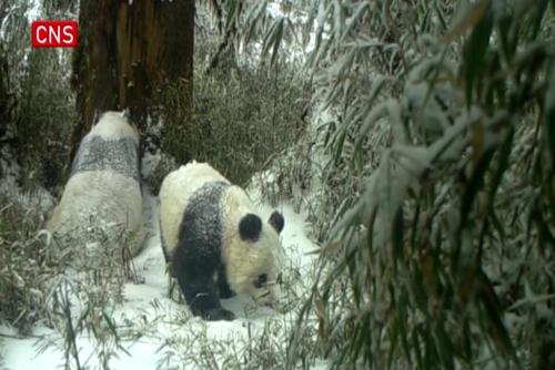 Rare footage captures wild mother and cub giant pandas