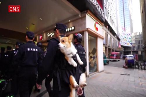 Meet China's first corgi police dog 