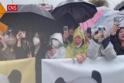 Fans in South Korea say goodbye to giant panda Fu Bao in rain