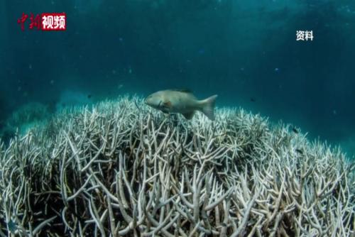 澳大利亚大堡礁遭遇大规模白化危机