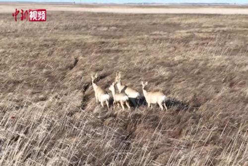黑龙江密山:东方白鹳安家繁衍 狍子群聚欢乐奔跑