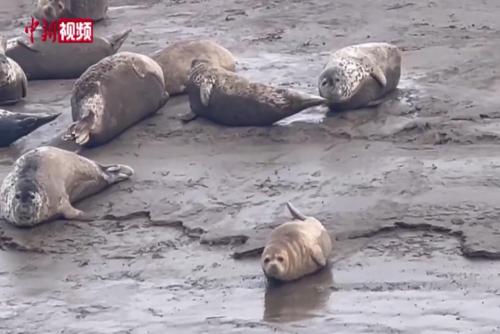 数百只斑海豹悠闲“旅居”辽东湾