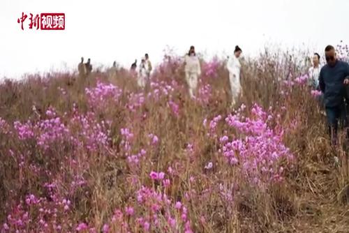 辽宁岫岩千亩映山红盛开