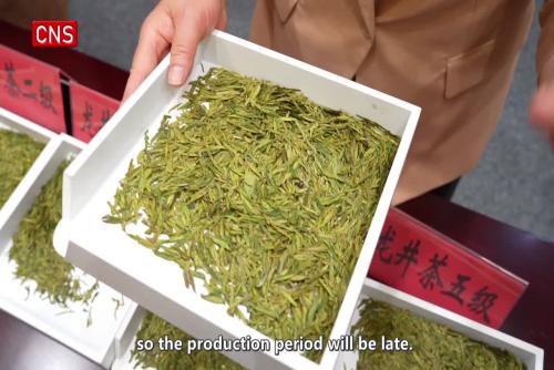 Zhejiang unveils first national standard Longjing tea samples