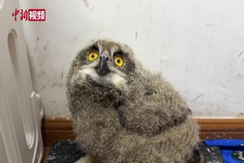 上海动物园首次人工育雏雕鸮宝宝