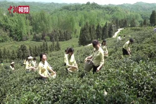 湖北谷城：以茶为媒促农文旅融合发展